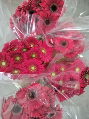 ZZ HU GE MI PIROS MIRO