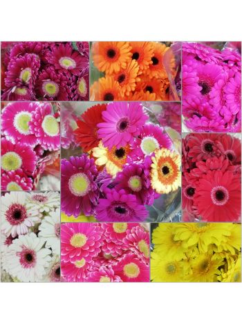 ZZ HU GE MI POMPOM PINTER