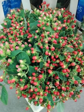 ZZ HU HYPERICUM