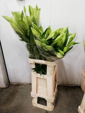 ZZ HU LI LONGI FEHÉR