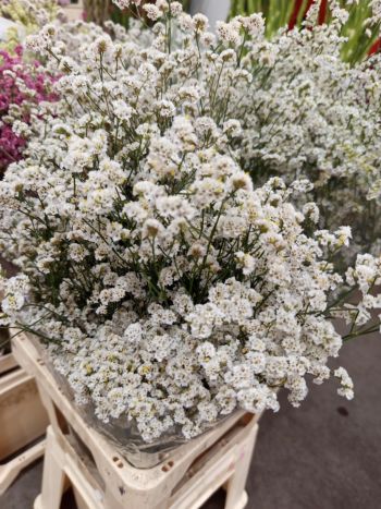 ZZ HU LIMONIUM FEHÉR