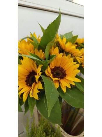 ZZ HU SLNEČNICA MINI