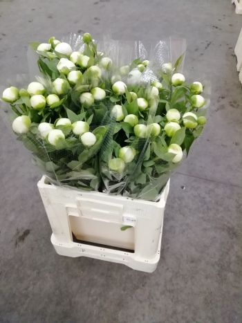 ZZ HU PAEO FEHÉR (DUCHESSE)
