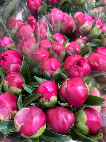 ZZ HU PAEONIA BELGRAVIA