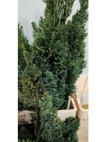 ZZ HU PÁFRÁNY TUJA