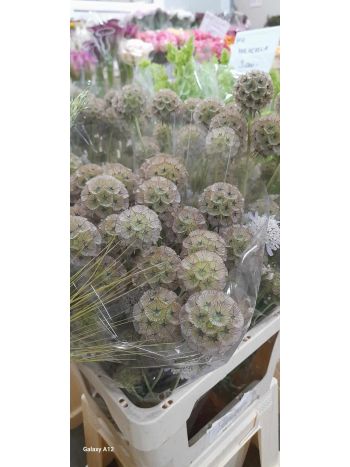 ZZ HU SCABIOSA