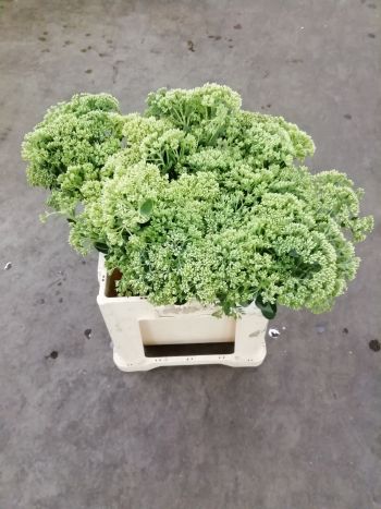 ZZ HU SEDUM