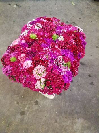 ZZ HU TÖRÖKSZEGFŰ