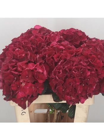 HYDR M MAG RUBYRED 60CM