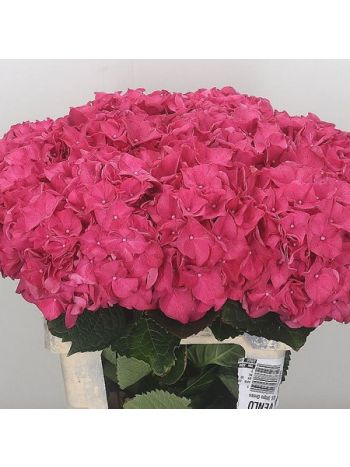HYDR M RODEO RD 60CM