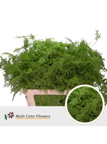 ASP OV KLB H% - GROEN APPEL