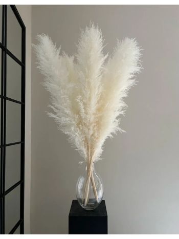 ZVB PAMPAS 80/90 WHITE 8435056105911