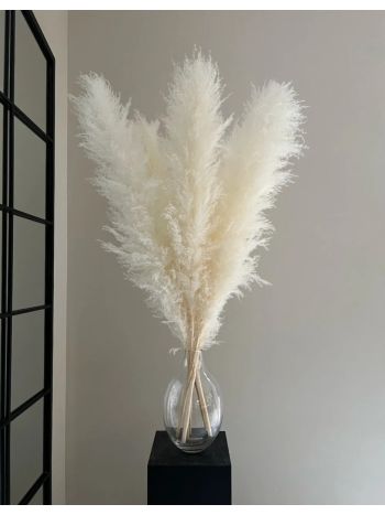 ZVB PAMPAS 80/90 WHITE 8435056105911