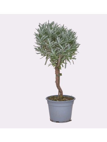 LEVENDULA FA HU VIRÁG