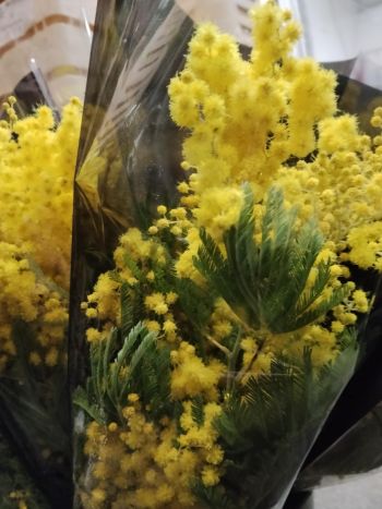 ZZ ITA MIMOSA FLORIBUNDA