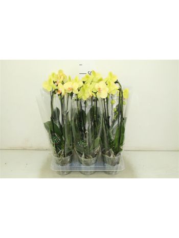 PHAL 1 ÁG CASCADE
