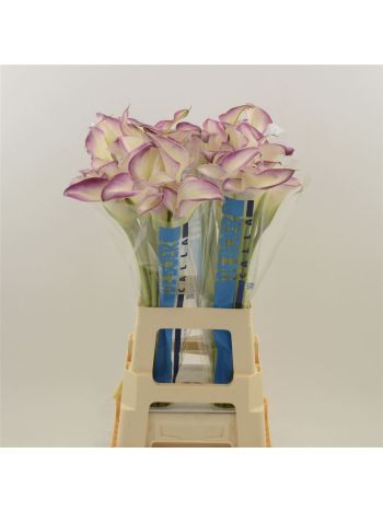 ZANT CALL MARIO 65CM