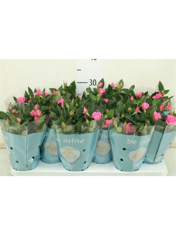 RO SPARKLING JEWEL AKCIO