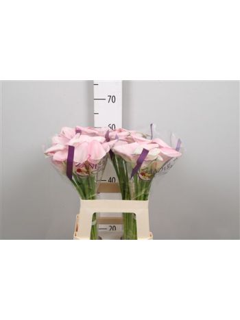 ZANT SWEET ART 60CM