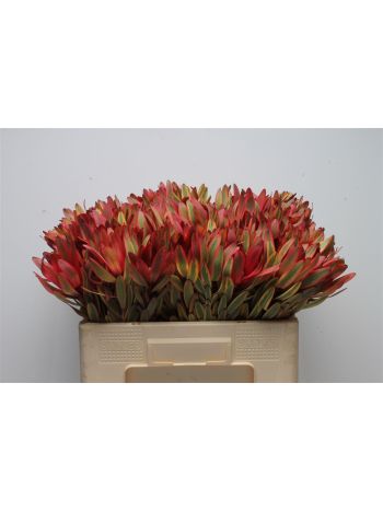 LEUCAD JESTER 50CM