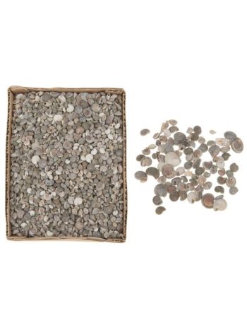 Kagyló mix dobozban 15x20x6cm natúr