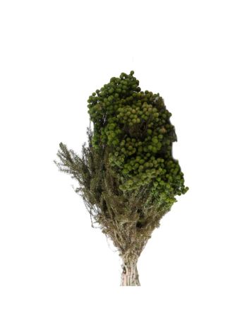 ZVB LANUGINOSA GREEN 3421779103513