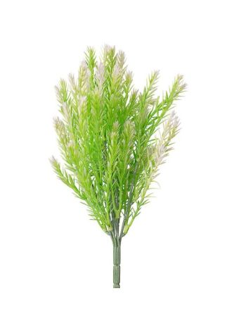 Ciprus bokor- 7 ágú- 35cm magas - Halványzöld