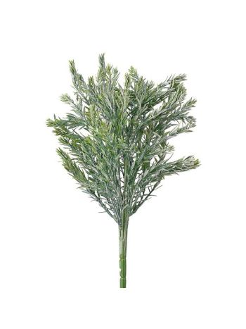 Ciprus bokor- 7 ágú- 35cm magas - Sötétzöld