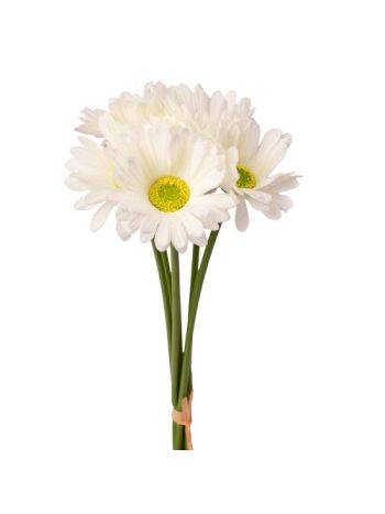 Real touch gerbera köteg- 6 szál- 39 cm magas - Fehér