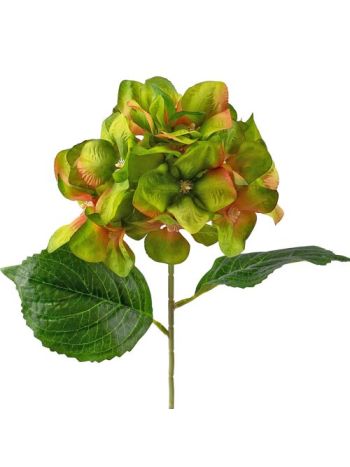 Hortenzia selyemvirág szál- 60cm magas - Zöld