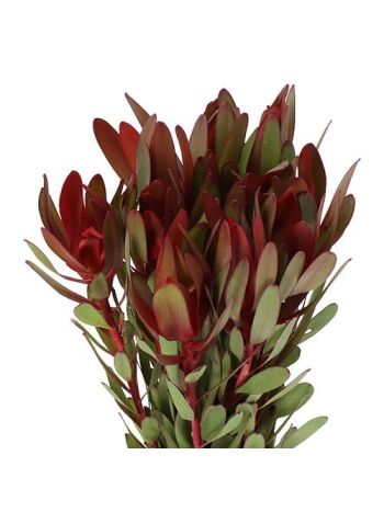 LEUCAD SAF SUNSET 60CM