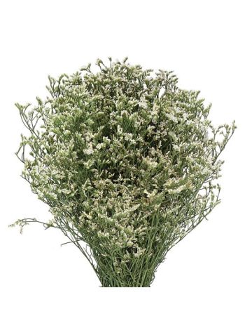LIM SIN CHINA WHITE 70CM