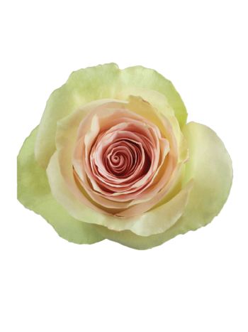 R EC7 MARZIPAN