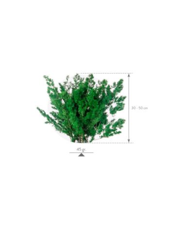 ZVB MING FERN GREEN 30/50 8435056002210