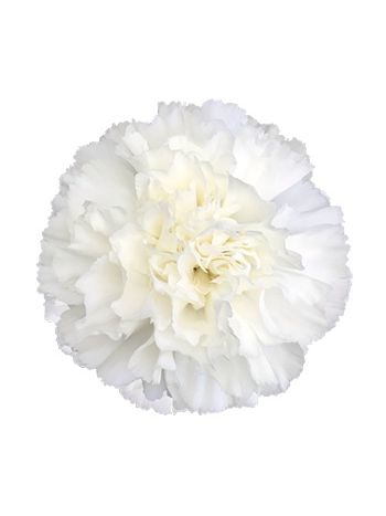 DI ST MOONLIGHT - COL