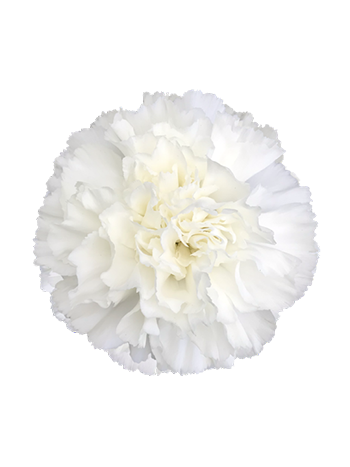 DI ST MOONLIGHT - FUNZA