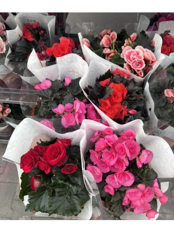 ZZ BEG DU GEM DOLC AMORE