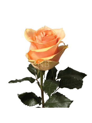 R EC5 NECTARINE