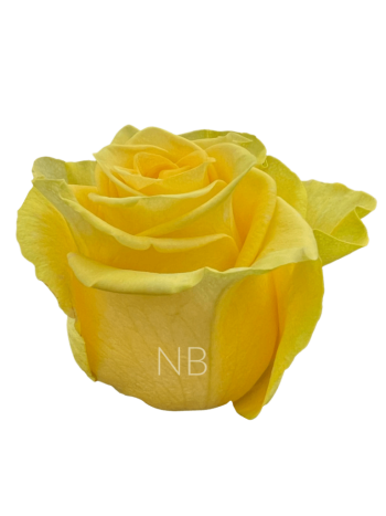 R EC6 NEW YELLOW