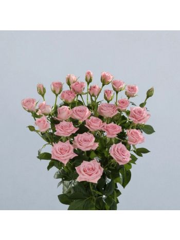 R  KB TR ODILIA 60CM