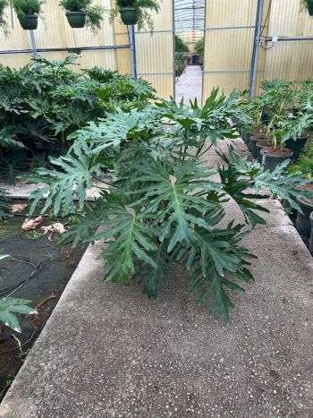 PHILODENDRON SELLOUM