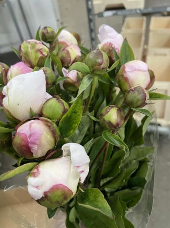 ZZ HU PAEO GARDENIA (RSZ-FE)