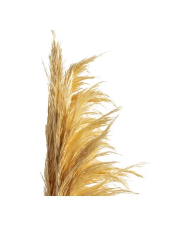 ZVB PAMPAS 80/90 CREAM 8435056105867