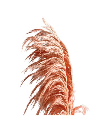 ZVB PAMPAS 80/90 PASTEL PINK 8435056105881
