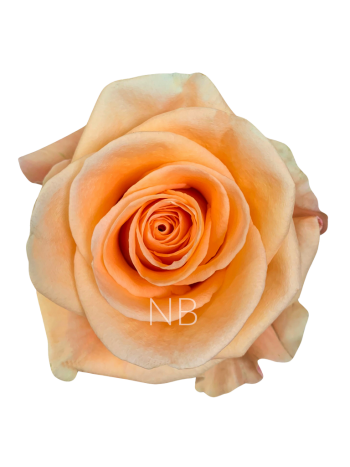 R EC7 PEACH WAVE
