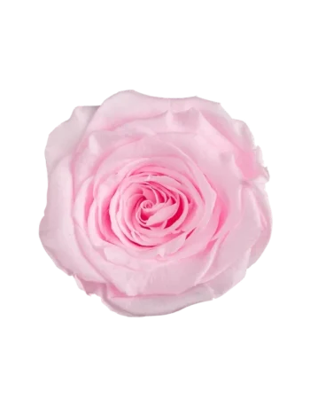 ZZ A TARTÓSRÓZSA LL PIN 99