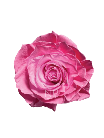 R EC OV KLB H% - PINK PASTEL