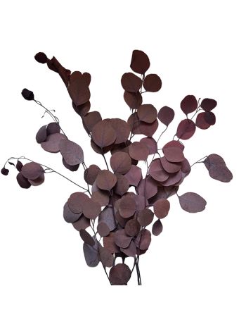 ZVB POPULUS AUTUMNAL MOCHA COCOA OTONO 40/80 8435056106154