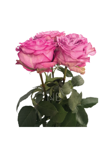 R EC5 QUEEN'S CROWN