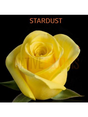 R EC7 STARDUST